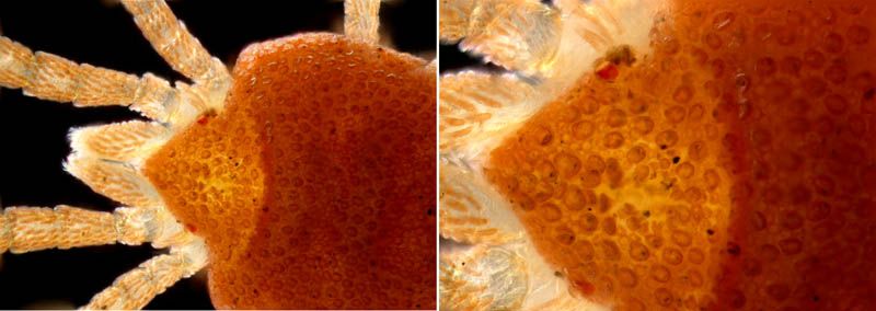 タキケダニ（Camerotrombidium takii）