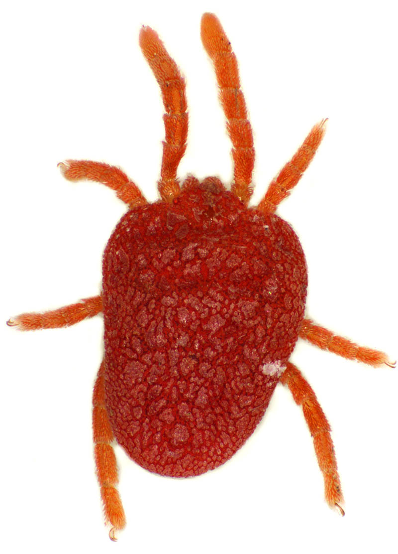タキケダニ（Camerotrombidium takii）