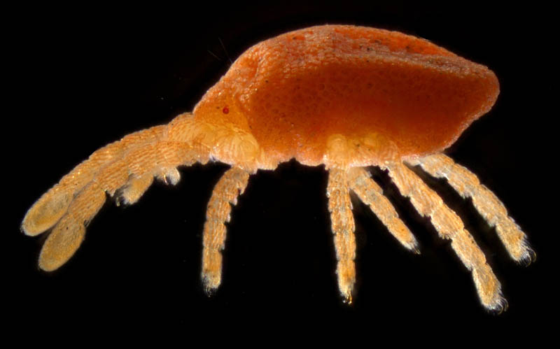 タキケダニ（Camerotrombidium takii）