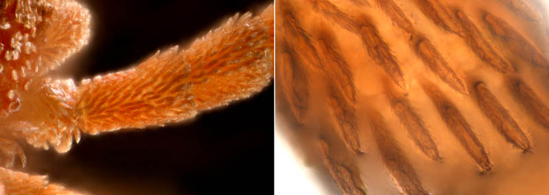 タキケダニ（Camerotrombidium takii）