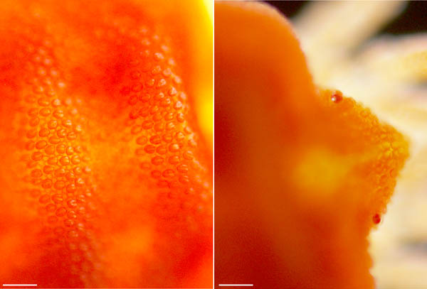 タキケダニ（Camerotrombidium takii）