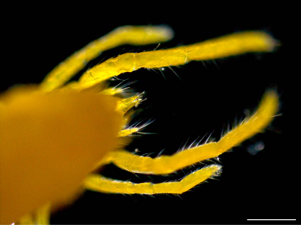 ヨロイダニ科（Labidostomatidae）の画像