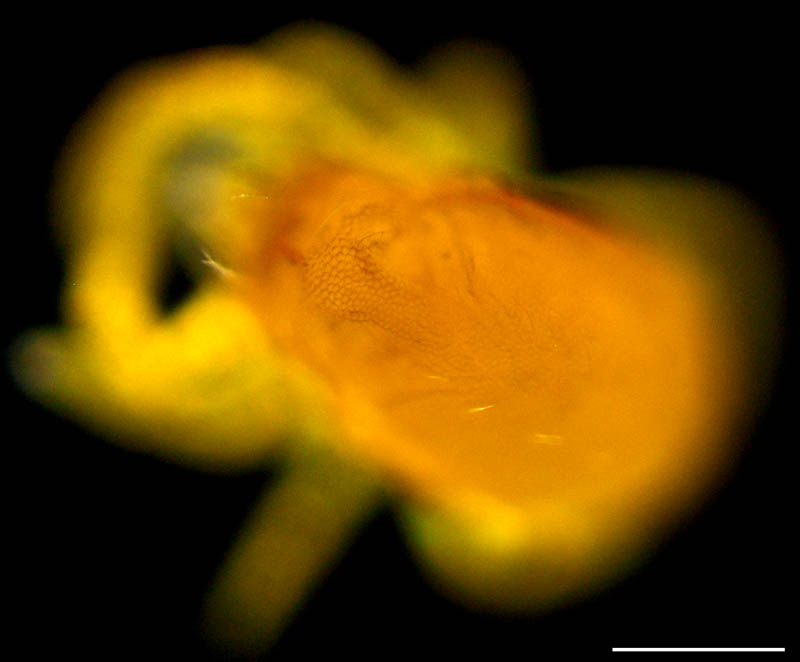 キイロヨロイダニ（Nicoletiella denticulata）の画像