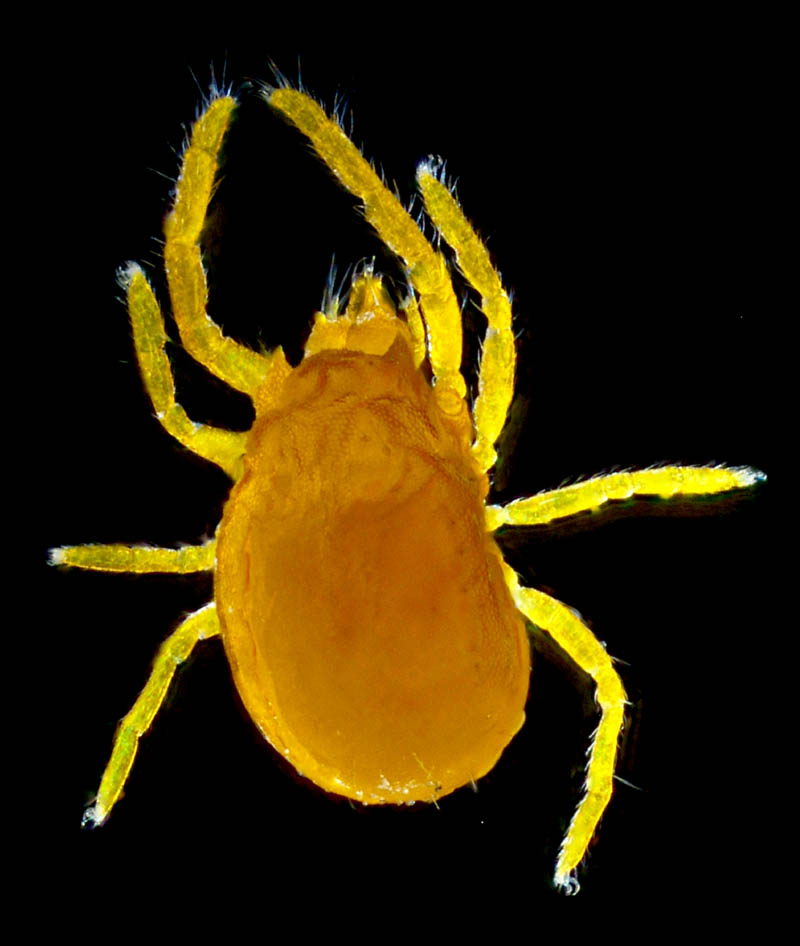 キイロヨロイダニ（Nicoletiella denticulata）