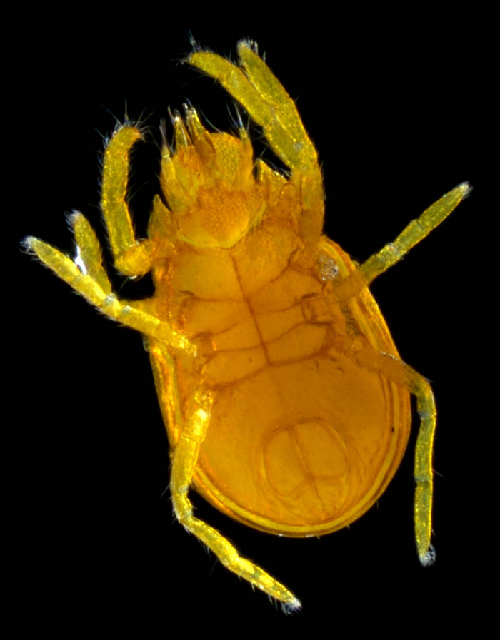 キイロヨロイダニ（Nicoletiella denticulata）