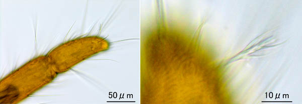 キイロヨロイダニ（Nicoletiella denticulata）
