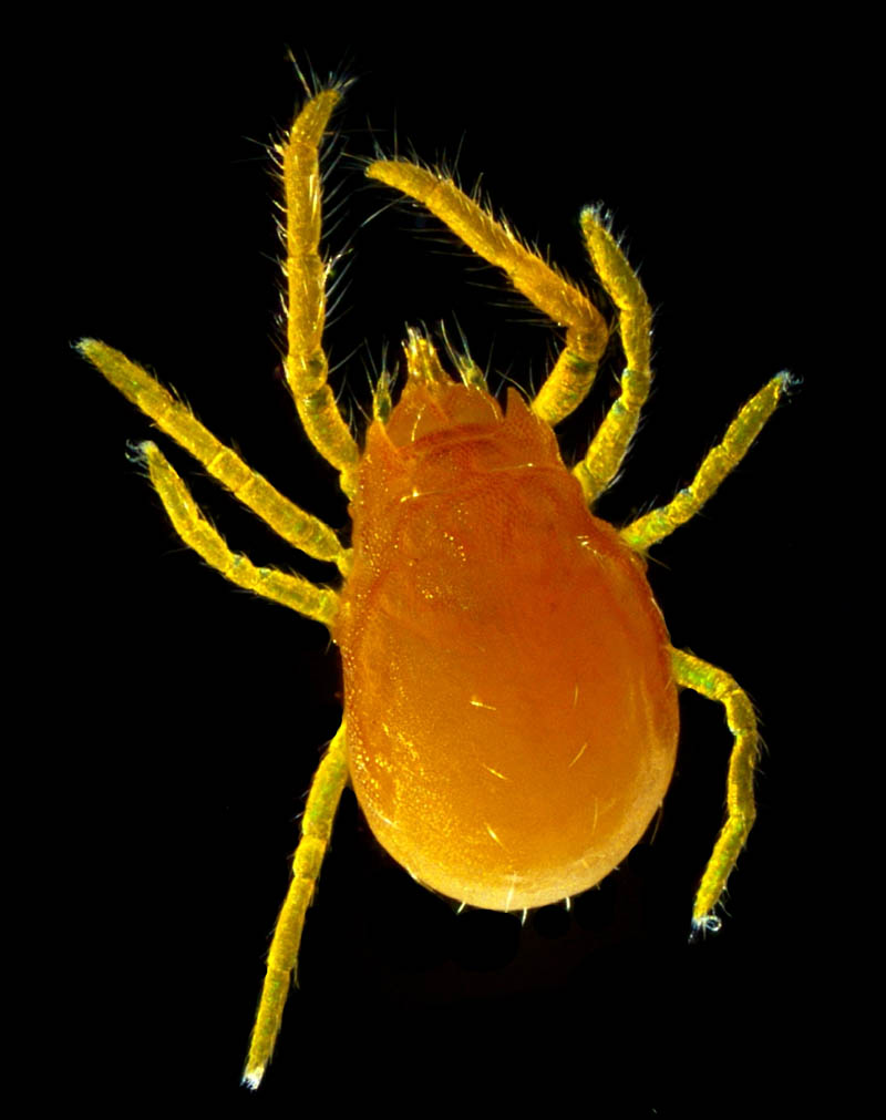 キイロヨロイダニ（Nicoletiella denticulata）