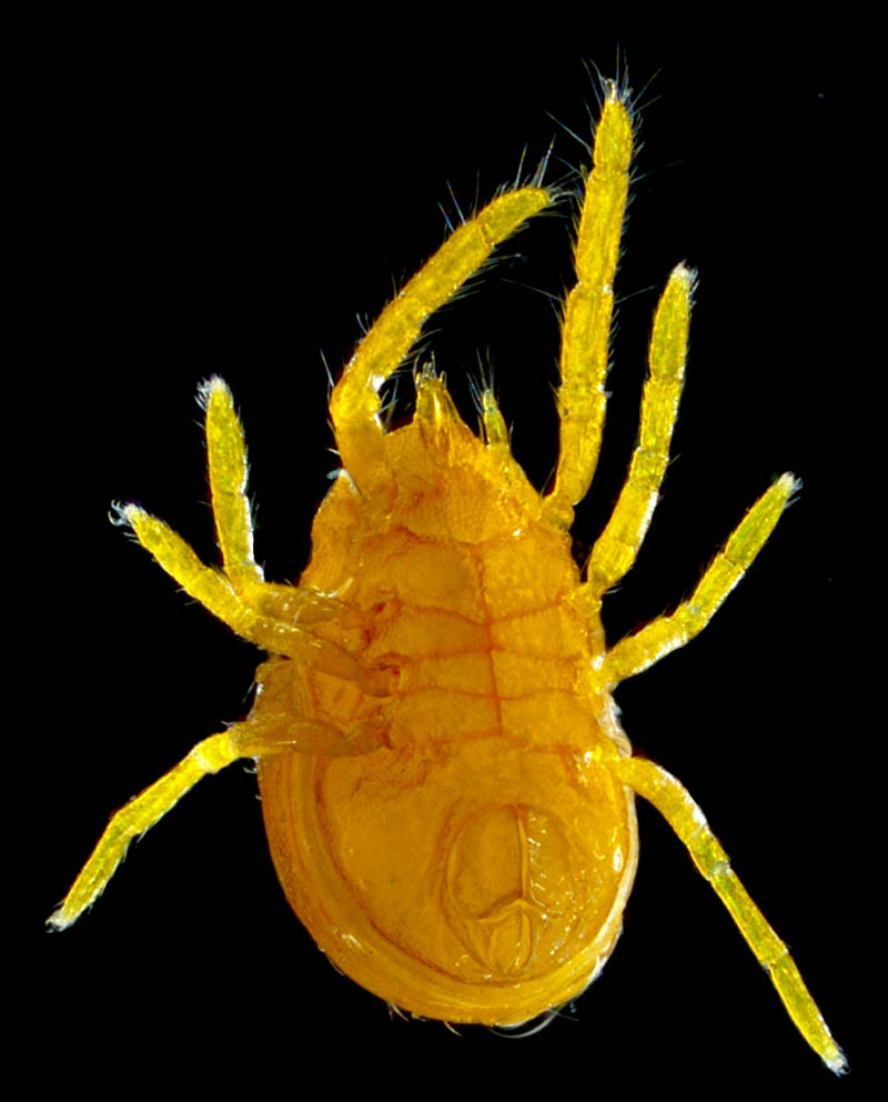 キイロヨロイダニ（Nicoletiella denticulata）