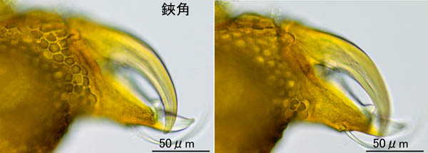 キイロヨロイダニ（Nicoletiella denticulata）