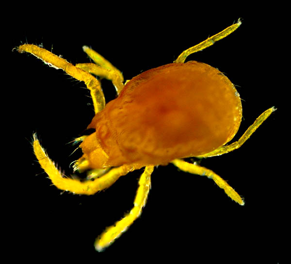 キイロヨロイダニ（Nicoletiella denticulata）