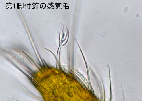 キイロヨロイダニ（Nicoletiella denticulata）