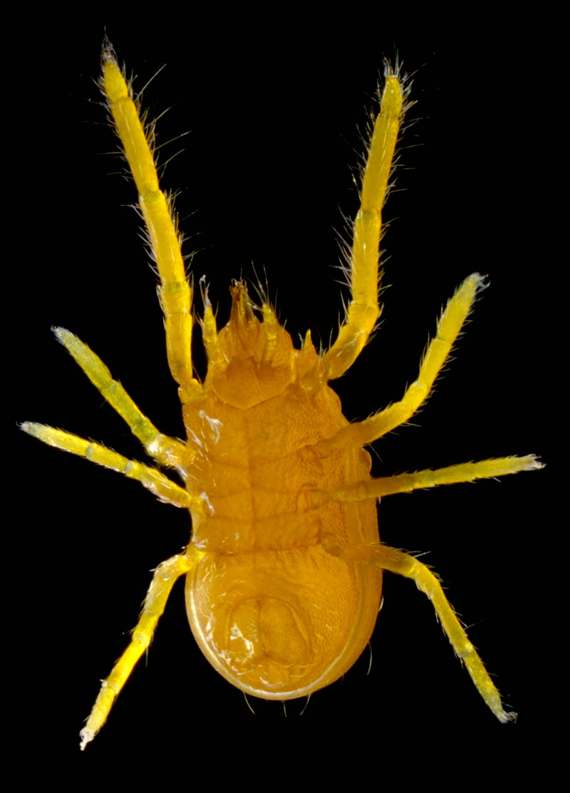 トウヨウヨロイダニ属の1種(Mahunkiella sp.)