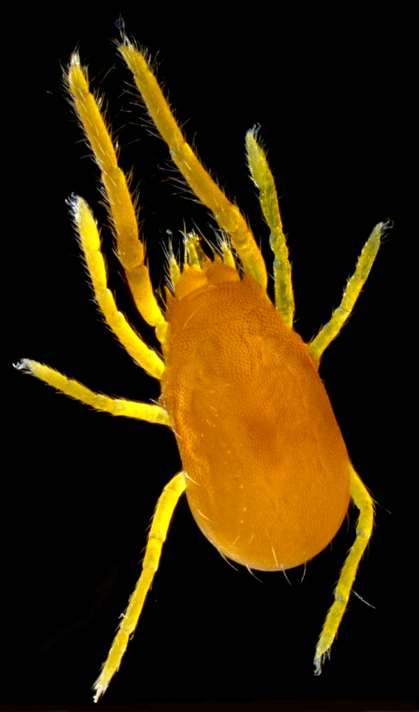 トウヨウヨロイダニ属の1種(Mahunkiella sp.)