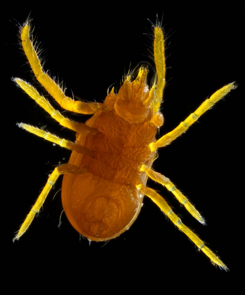 トウヨウヨロイダニ属の1種(Mahunkiella sp.)