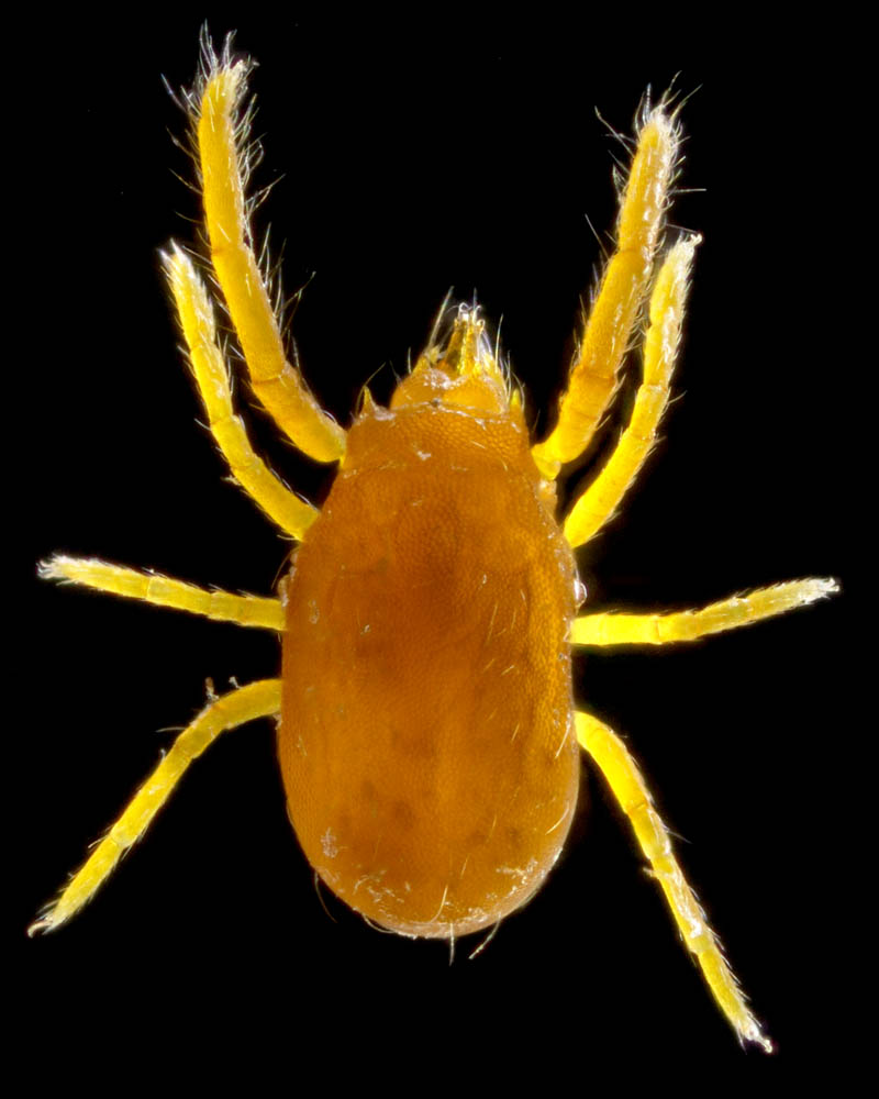 トウヨウヨロイダニ属の1種(Mahunkiella sp.)