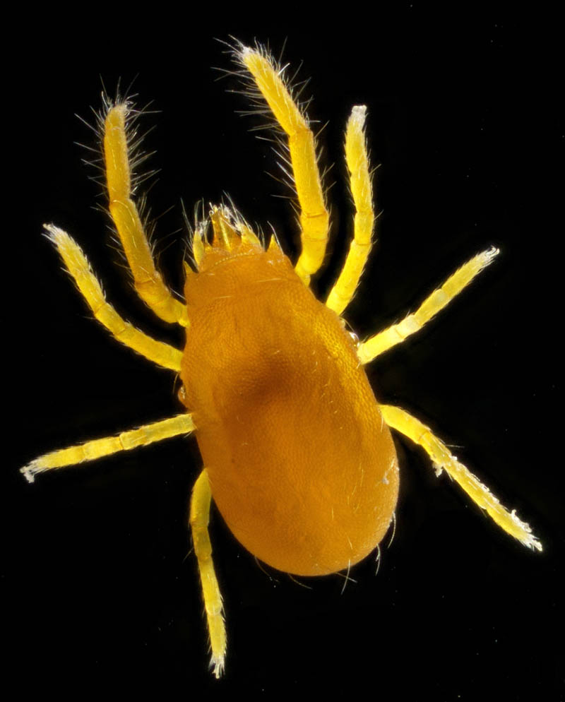 トウヨウヨロイダニ属の1種(Mahunkiella sp.)