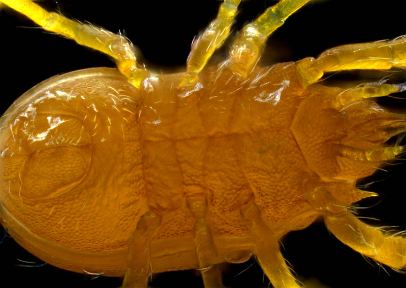 トウヨウヨロイダニ属の1種(Mahunkiella sp.)