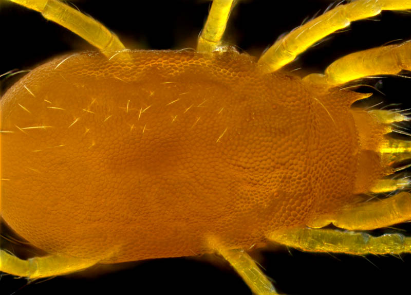 トウヨウヨロイダニ属の1種(Mahunkiella sp.)