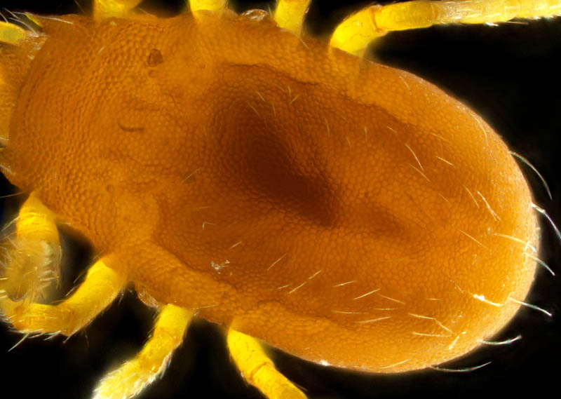 トウヨウヨロイダニ属の1種(Mahunkiella sp.)