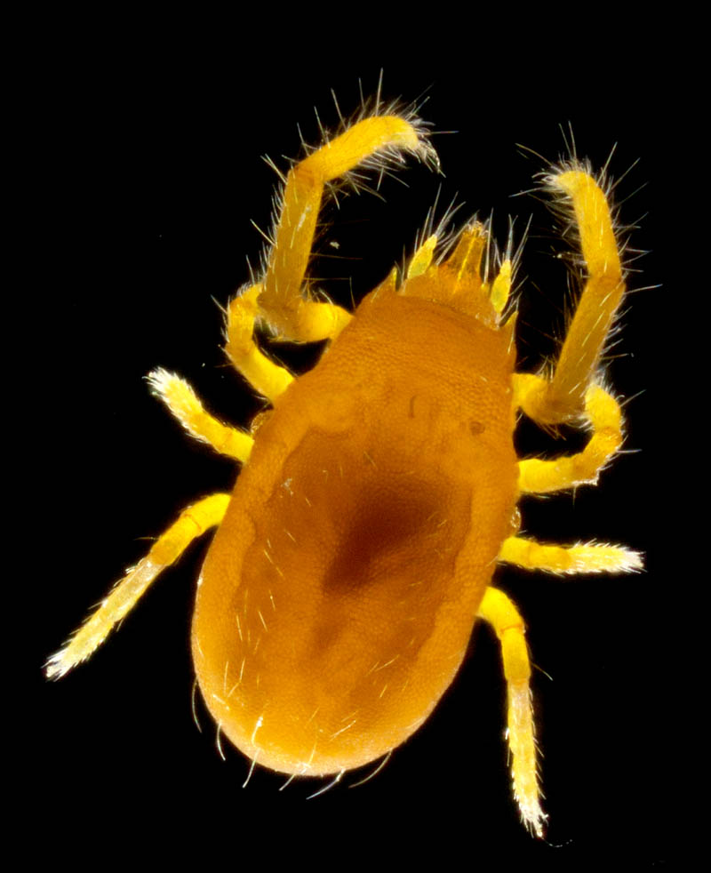 トウヨウヨロイダニ属の1種(Mahunkiella sp.)