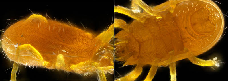 トウヨウヨロイダニ属の1種(Mahunkiella sp.)