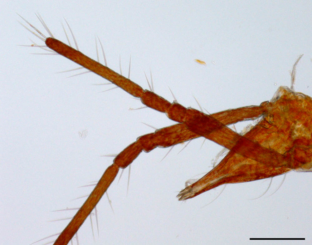 イソテングダニ（Neomolgus littoralis）の画像
