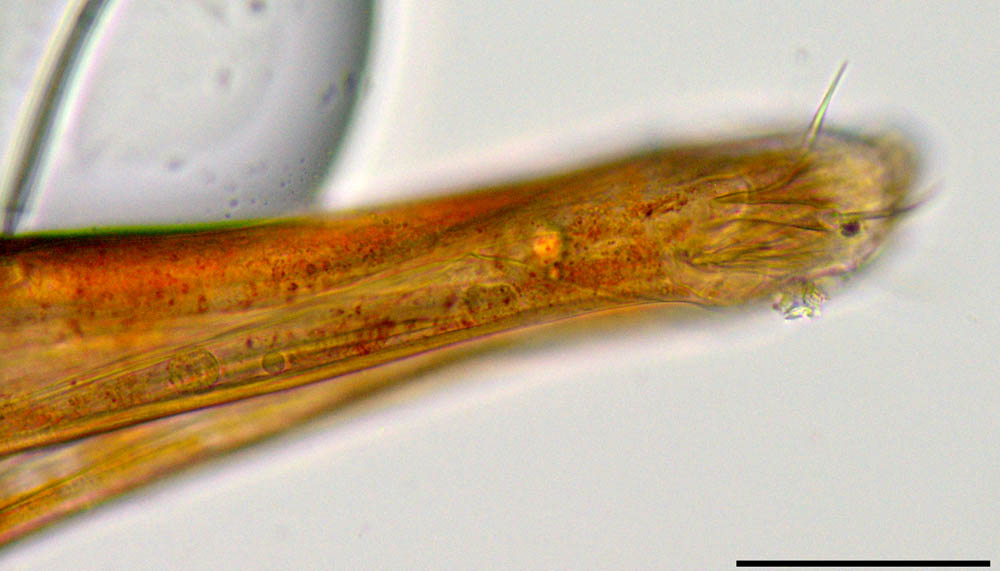イソテングダニ（Neomolgus littoralis）の画像