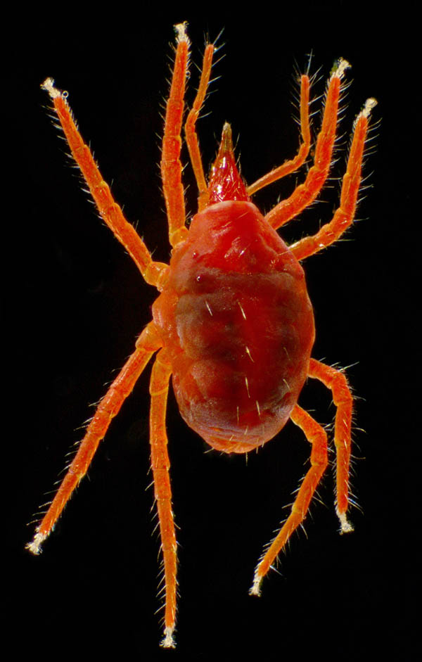 イソテングダニ（Neomolgus littoralis）