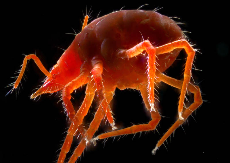 イソテングダニ（Neomolgus littoralis）