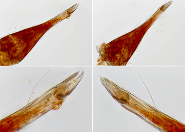 イソテングダニ（Neomolgus littoralis）