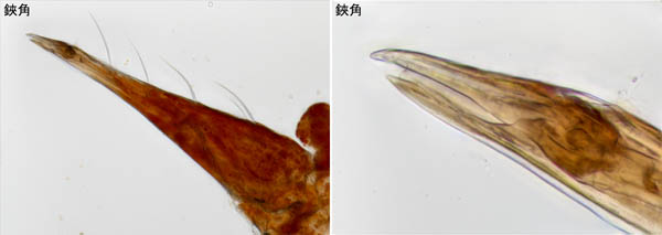 イソテングダニ（Neomolgus littoralis）