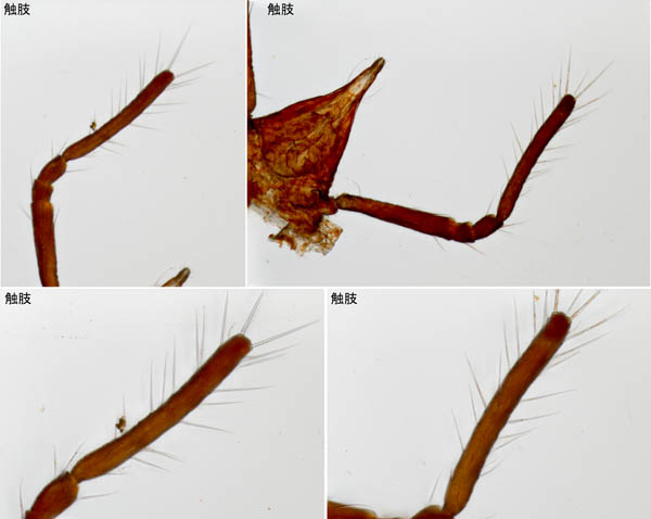イソテングダニ（Neomolgus littoralis）