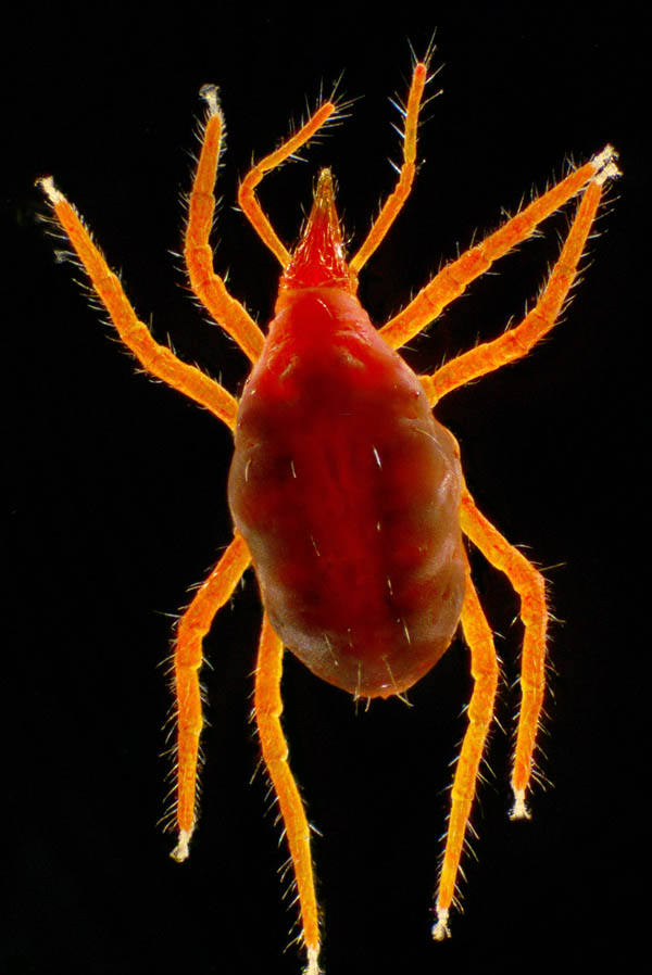 イソテングダニ（Neomolgus littoralis）