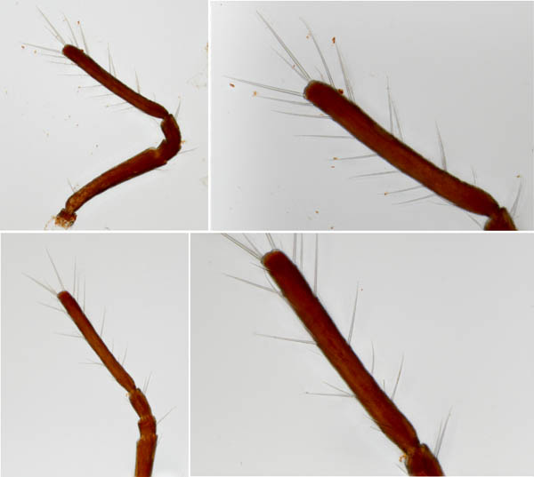 イソテングダニ（Neomolgus littoralis）