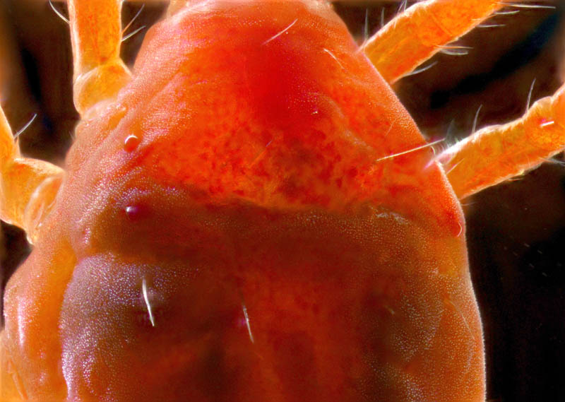 イソテングダニ（Neomolgus littoralis）