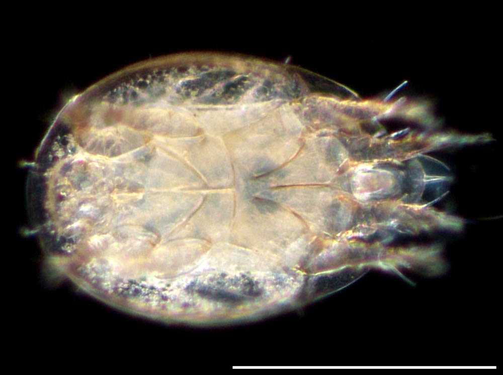 コナダニ亜目（Astigmata）のヒポプスの画像