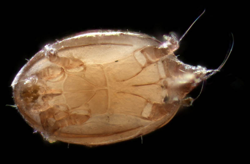 コナダニ亜目　ヒポプス（hypopus）の画像