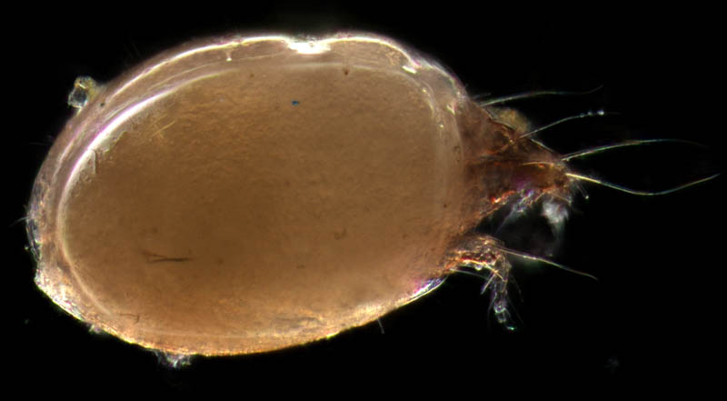 コナダニ亜目　ヒポプス（hypopus）の画像