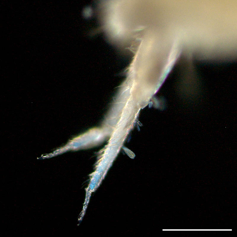 トゲトビムシ科（Tomoceridae）の画像