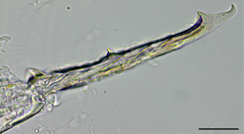 トゲトビムシ科（Tomoceridae）の画像