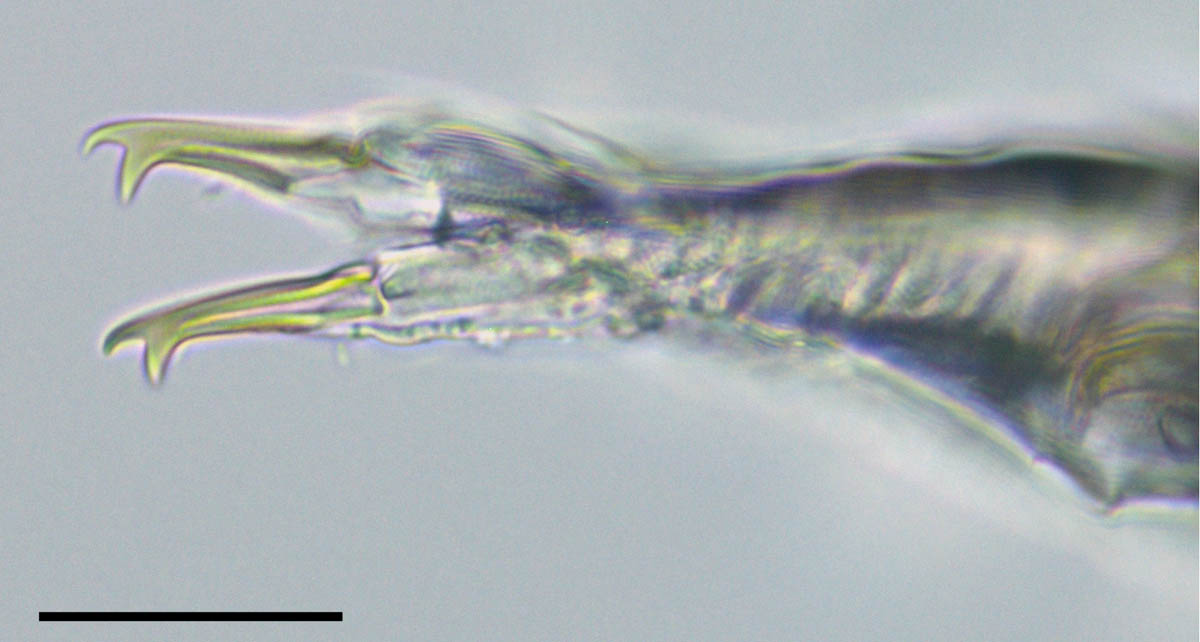 ベソッカキトビムシ（Folsomia octoulata）の画像