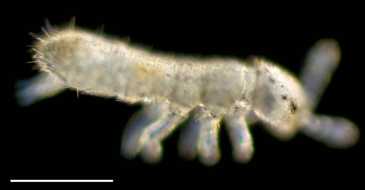ベソッカキトビムシ（Folsomia octoulata）の画像