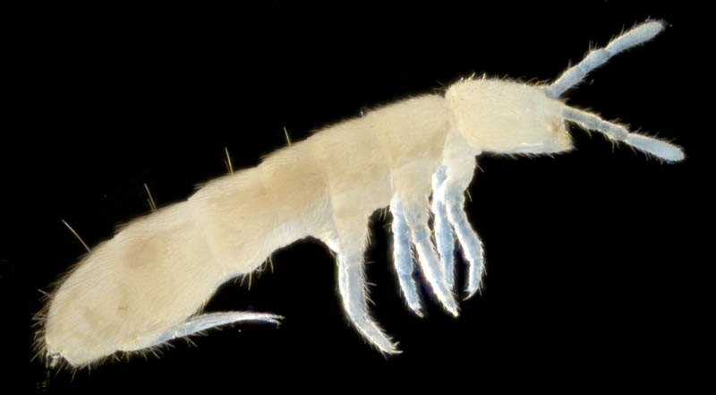 ツチトビムシ科の1種　（Isotomidae gen. sp.）