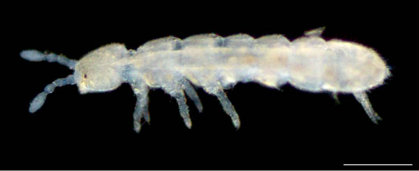 ツチトビムシ科の1種　（Isotomidae gen. sp.）