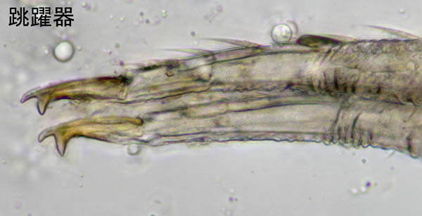 ツチトビムシ科の1種　（Isotomidae gen. sp.）