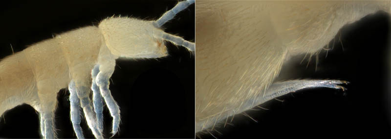 ツチトビムシ科の1種　（Isotomidae gen. sp.）