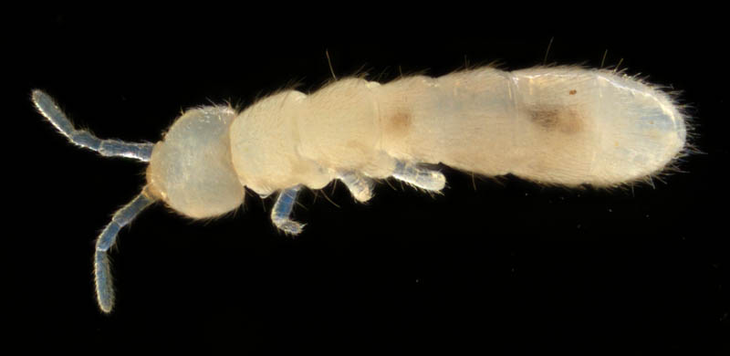 ツチトビムシ科の1種　（Isotomidae gen. sp.）