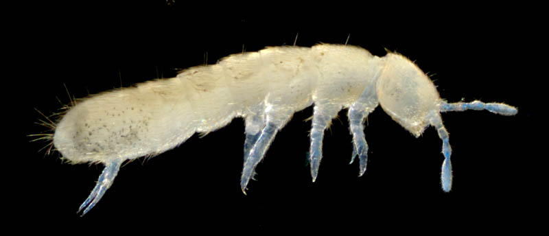 ツチトビムシ科の1種　（Isotomidae gen. sp.）