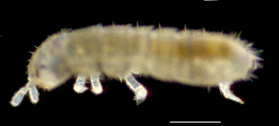 ツチトビムシ科（Isotomidae）の画像