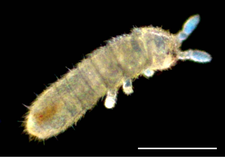 ツチトビムシ科（Isotomidae）の画像